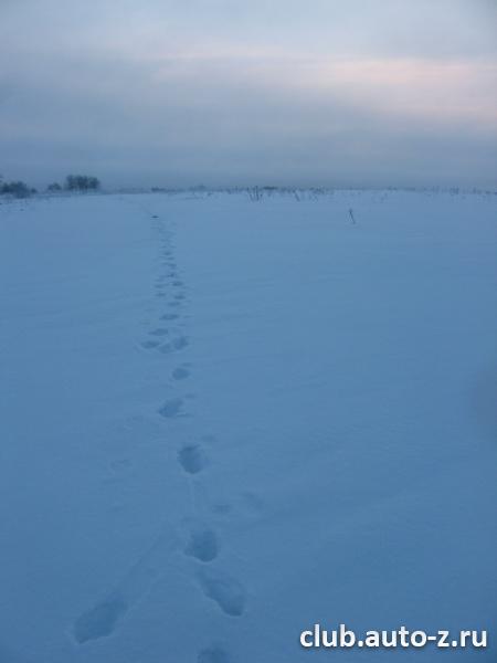 Волчья тропа