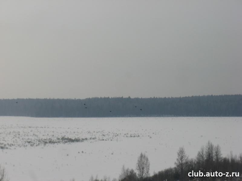 Полет тетеревов