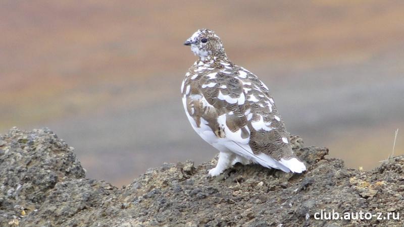 Камчатская куропатка
