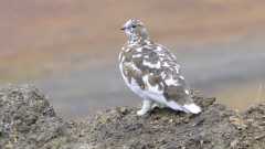 Камчатская куропатка