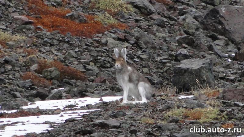 Пробегал мимо.