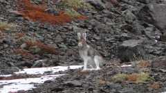 Пробегал мимо.