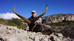 Козерог Бесайт . Испания 2013