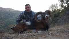 Муфлон. Испания 2013