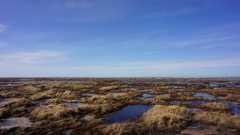 Полярная тундра,берег Белого моря.