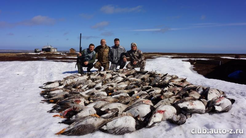 Охота на гуся Архангельская обл.Командный результат.