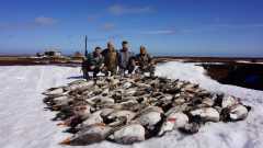 Охота на гуся Архангельская обл.Командный результат.