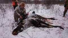 Хитрый лось, подкрался сзади